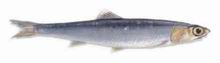 BOQUERÓN , bocarte, anchoa