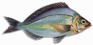 CHOPA. negrita