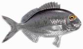 DORADA