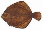 RODABALLO