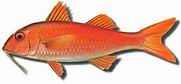 SALMONETE