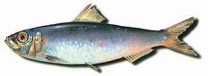 SARDINA