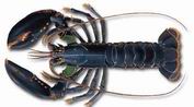 BUGRE (BOGAVANTE)